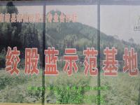 供應湘西無公害絞股藍，湘西無公害絞股藍茶，湘西無公害絞股藍茶葉