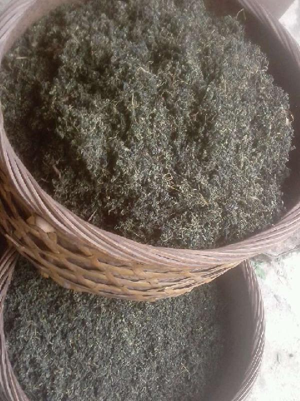 供應湘西無公害絞股藍，湘西無公害絞股藍茶，湘西無公害絞股藍茶葉