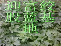 供應(yīng)絞股藍(lán)茶多少錢一斤