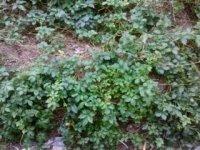 供應(yīng)*甘味絞股藍(lán)茶批發(fā)，*甘味絞股藍(lán)茶批發(fā)商