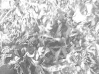 供應(yīng)富硒藤茶廠家，富硒藤茶廠家電話，富硒藤茶用途，富硒藤茶報(bào)價(jià)