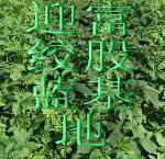 福建絞股藍廠家圖片/福建絞股藍廠家樣板圖 (3)