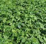 供應(yīng)七葉絞股藍(lán)供應(yīng)商