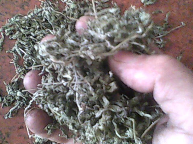 供應(yīng)特級苦甘露,嫩葉苦甘露批發(fā),苦甘苦用途,苦甘苦葉供應(yīng)價格