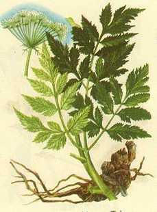 白芷粉有什么好處圖片