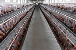 河北兔籠價(jià)格/兔籠廠家圖片