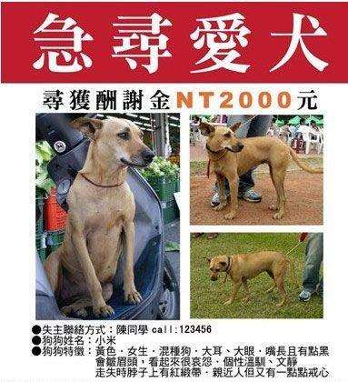 【尋犬啟事】天津報紙廣告服務中心力推每日新報報花廣告版位
