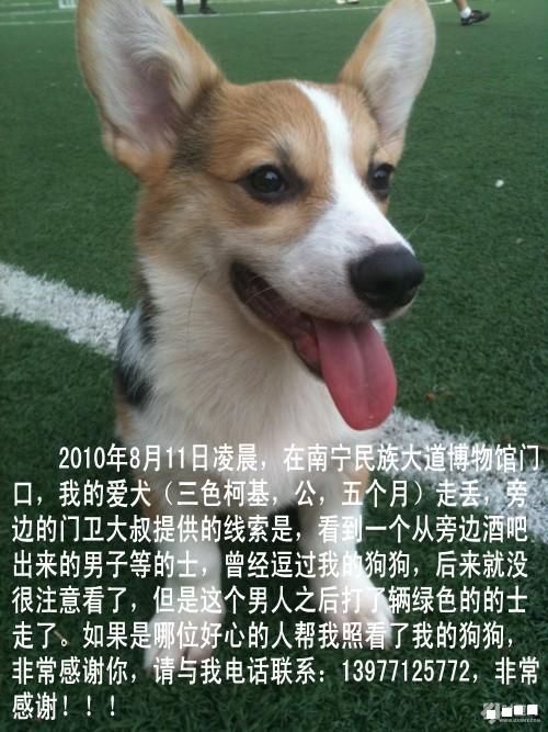 【尋犬啟事】天津報紙廣告服務中心力推每日新報報花廣告版位