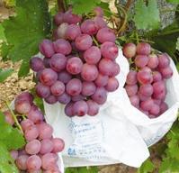 供應紅提葡萄