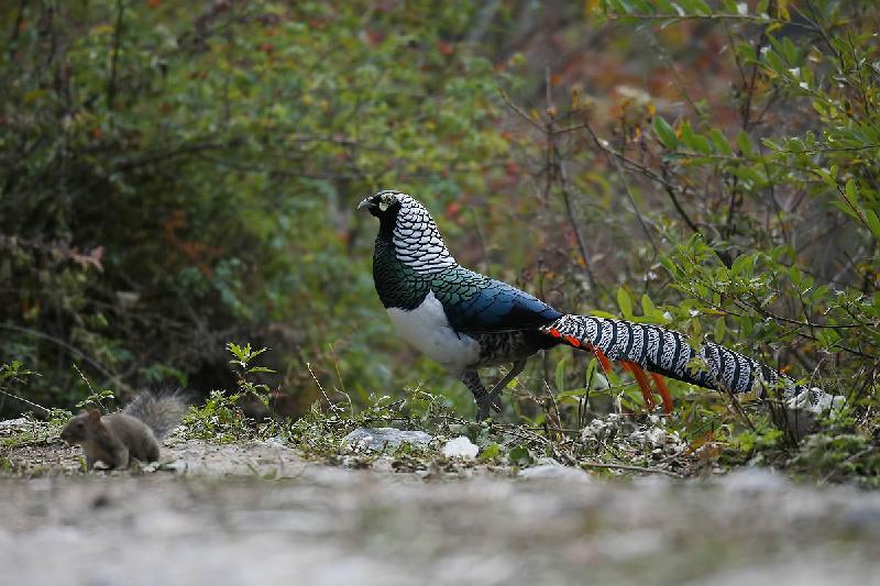 供應(yīng)天津白腹錦雞養(yǎng)殖基地，天津白腹錦雞供應(yīng)，天津白腹錦雞報價