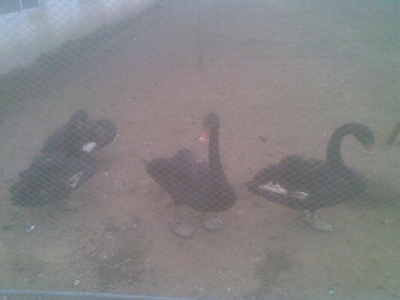 供應(yīng)唐山天鵝批發(fā)