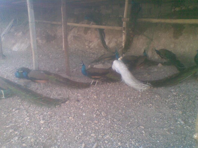 供應張家口*報價