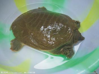 供應(yīng)用于食用的中華鱉魚苗批發(fā)