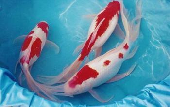 供應用于觀賞的錦鯽鳳尾魚苗批發(fā)