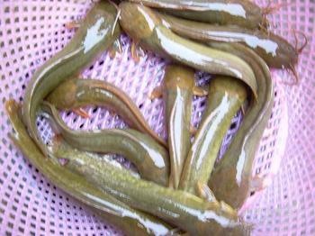 供應(yīng)用于食用的全國(guó)本地塘鲺魚(yú)苗批發(fā)