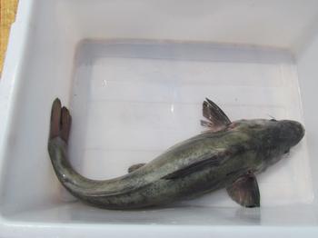 供應(yīng)用于食用的長吻鮠魚苗批發(fā)