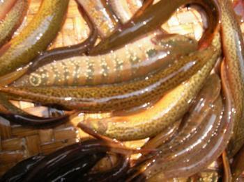 供應(yīng)中公魚(yú)養(yǎng)殖場(chǎng) 中公魚(yú)淡水魚(yú)苗市場(chǎng) 中公魚(yú)批發(fā)價(jià)格