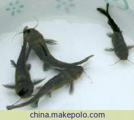 供應(yīng)超雄黃顙魚 超雄黃顙魚水產(chǎn)養(yǎng)殖場(chǎng) 中山市特種水產(chǎn)連鎖養(yǎng)殖場(chǎng)