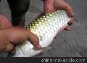 供應(yīng)河鰹 青竹鯇