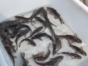 供應(yīng)用于食用的長吻鮠魚苗批發(fā)