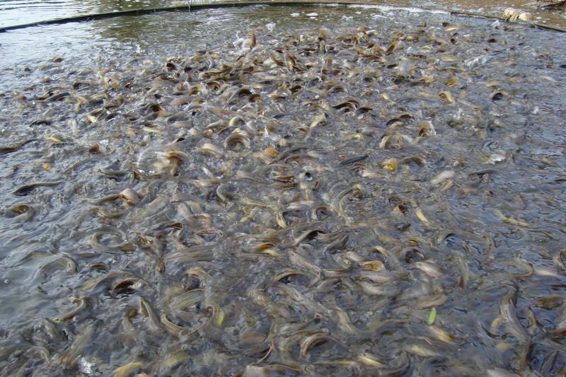 供應(yīng)泥鰍苗