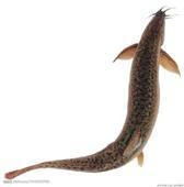 供應(yīng)泥鰍苗