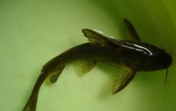 供應長吻鮠魚魚苗批發(fā)  吻魚哪家好