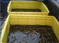 供應(yīng)黃鱔苗