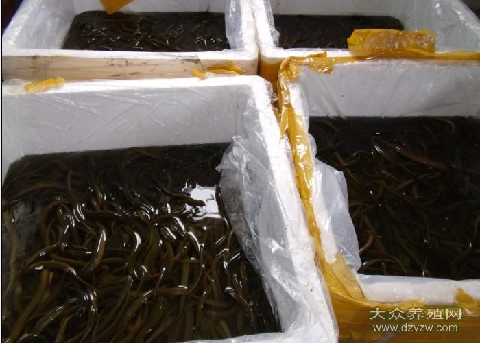 供應(yīng)黃鱔苗