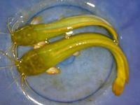 供應(yīng)用于食用的全國(guó)本地塘鲺魚(yú)苗批發(fā)