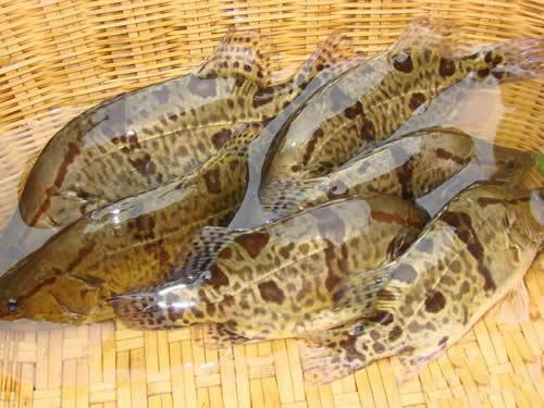供應(yīng)用于食用的桂花魚魚苗批發(fā)