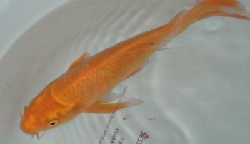 供應用于觀賞的錦鯽鳳尾魚苗批發(fā)