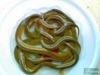 供應(yīng)黃鱔苗