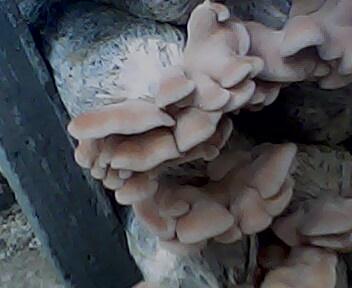 供應榆耳榆耳榆耳榆耳榆耳榆耳 榆耳生產(chǎn)廠家 榆耳廠家 榆耳怎么做