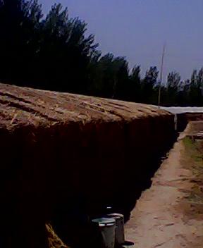 供應(yīng)魚(yú)臺(tái)木耳基地直銷(xiāo) 山東榆耳基地直銷(xiāo)