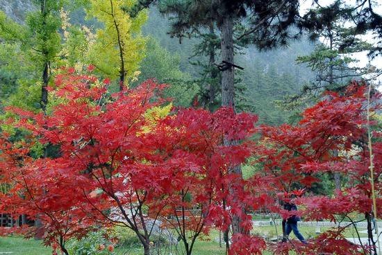 供应十一九寨沟金秋多彩秋色漫山遍野