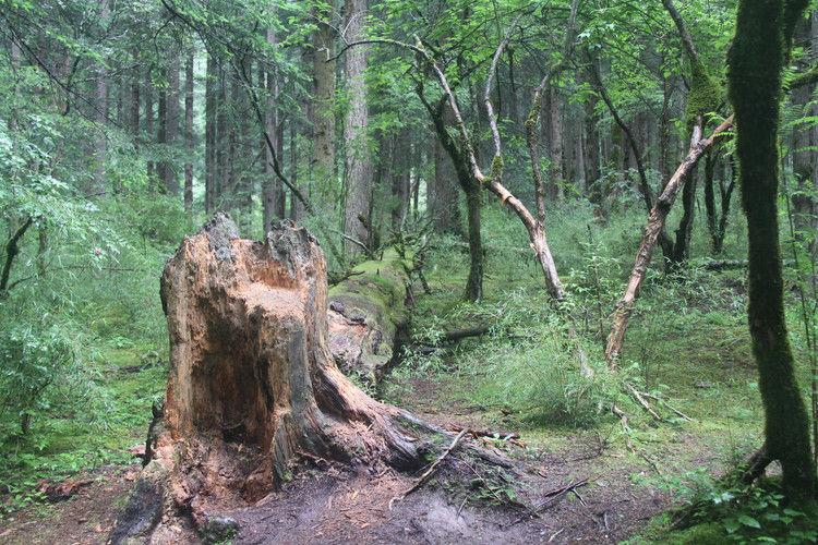 四川九寨溝租車旅游網(wǎng)正式上線圖片