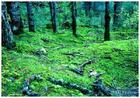 供應(yīng)四川境內(nèi)的旅游景點(diǎn)