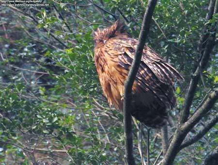 供應(yīng)四姑娘山特有動物