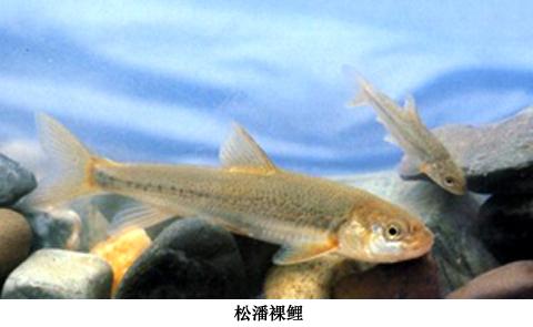 供應(yīng)四姑娘山特有動物