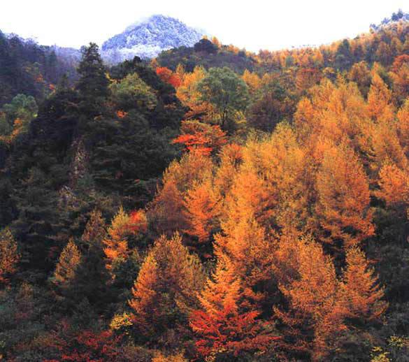 供應(yīng)四姑娘山沿途風(fēng)景