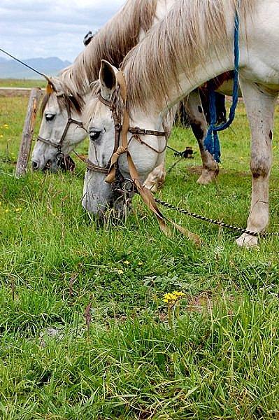 供應(yīng)九寨溝黃龍牟尼溝自助游線路推薦