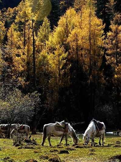 供應(yīng)四姑娘山當(dāng)?shù)仫嬍?  src=