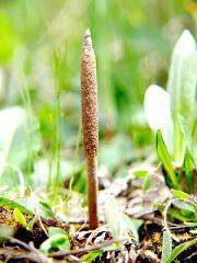 供應(yīng)九寨溝土特產(chǎn)冬蟲夏草