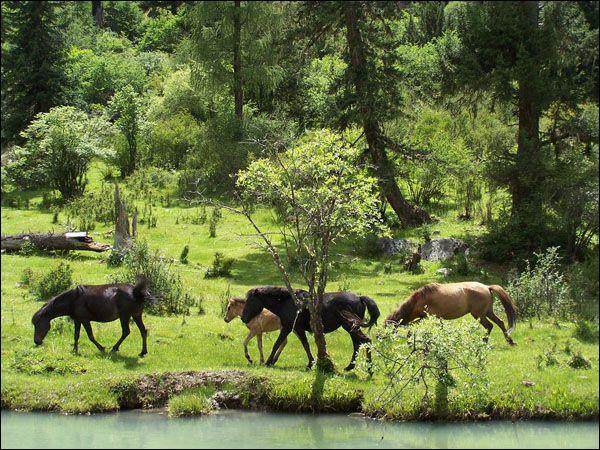 供應(yīng)四姑娘山沿途風(fēng)景