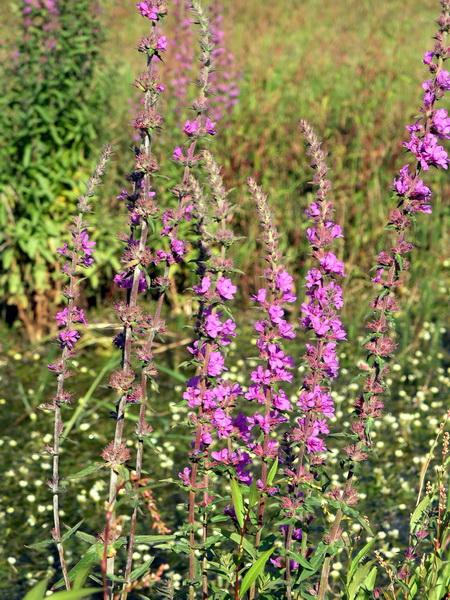 供應(yīng)九寨溝旅游租車包車酒店預(yù)訂接送機(jī)