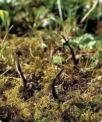 供應(yīng)九寨溝土特產(chǎn)冬蟲夏草