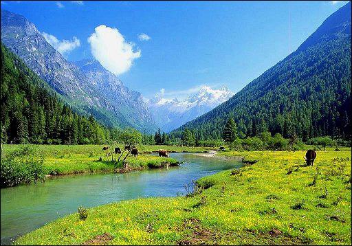 名貴藥材圖片/名貴藥材樣板圖 (4)