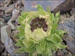 供應(yīng)九寨溝最*土特產(chǎn)名貴*