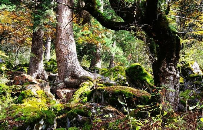 黃龍旅游圖片/黃龍旅游樣板圖 (2)